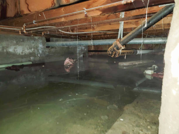 Best Professional water damage repair  in Franklin Park, NJ