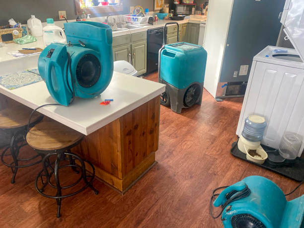 Best Mold removal after water damage  in Franklin Park, NJ